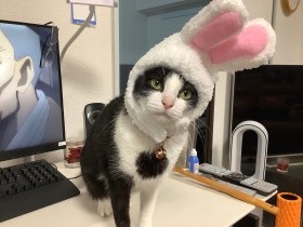うさぎになってるかにゃ？　かぶり物をしてみた、ハチワレ猫「みーちゃん」