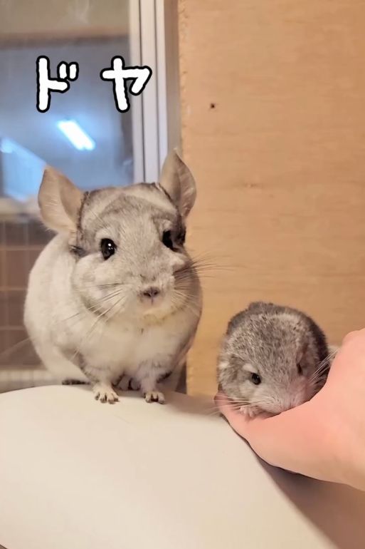 かわいいやろ？」赤ちゃんをお世話した父チンチラ、飼い主への“ドヤ顔