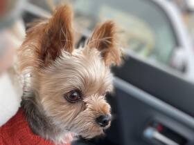 ガリガリにやせていた“元散歩犬”のヨークシャー・テリア「べりぃ」　可愛く幸せに！