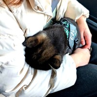 帰りの車で飼い主さんの腕に抱かれて顔を突っ伏すむさしくん（画像提供：むさしさんさん）