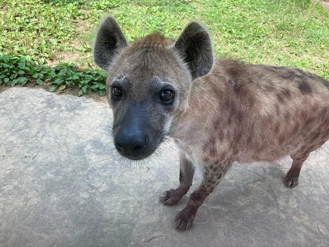 つぶらな瞳のブチハイエナのエナ(提供：高知県立のいち動物公園)