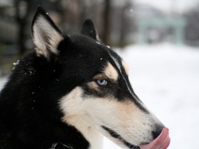 理想の飼い主像を追い求めすぎてはいけない？　犬にも個性があり好き嫌いだってある