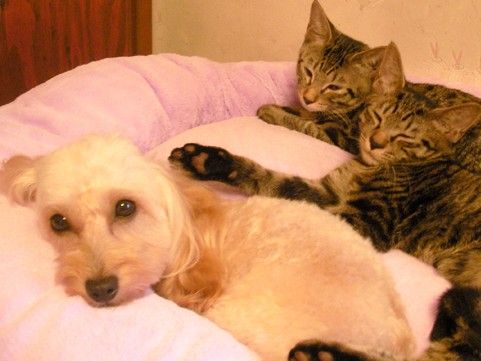 「五つの自由」から考える　室内飼いの猫に必要なもの