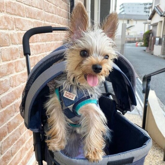 虎竜（こたつ）