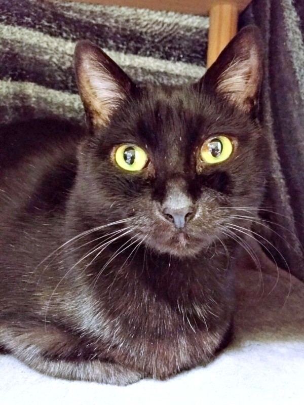 こたつで温まる実陽くん（画像提供：秋十空さん）