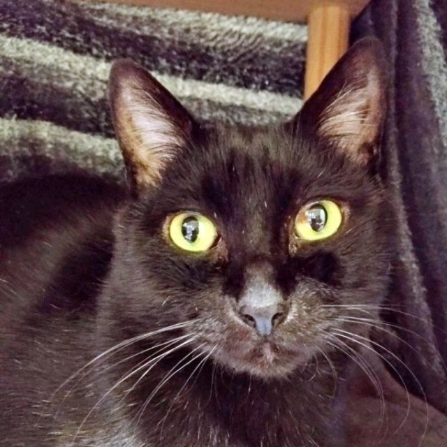 こたつで温まる実陽くん（画像提供：秋十空さん）