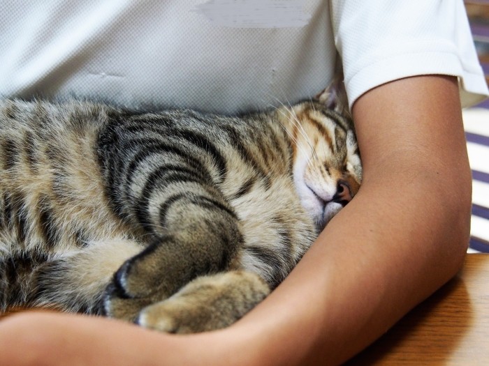 大きくなりそう