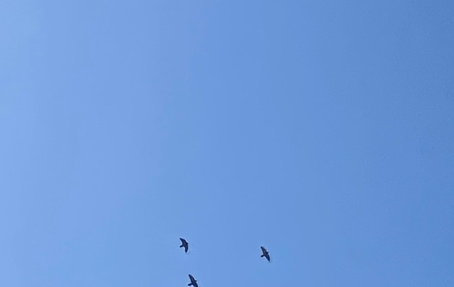 きた！ブルーインパルスだ！と思ったのに…逆に奇跡の写真