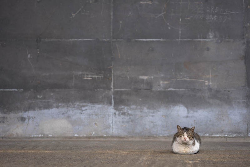 「かべねこ」より　（撮影　吉田裕吏洋）