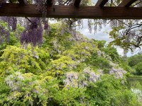 藤の見頃は満開になる5月上旬だそう（提供：ゆきっぺさん）