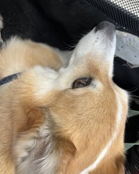 急激な貧血状態に…検査で輸血が必要と言われ、急きょTwitterに「供血犬」を呼び掛けていたという（ぽてちくんの飼い主さん提供）