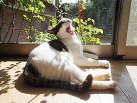 ふわぁ～　キジトラ「すず」、ひなたぼっこで大あくび　