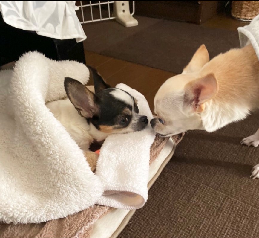 同居犬のチワワと（ショコラちゃんご家族提供）