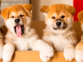 もふもふ秋田犬の赤ちゃん　子育てに奮闘するママ犬、パパ犬