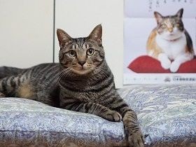 愛猫くぎ付けの「にゃんぱく宣言」　ＣＭに見覚えのある猫が！
