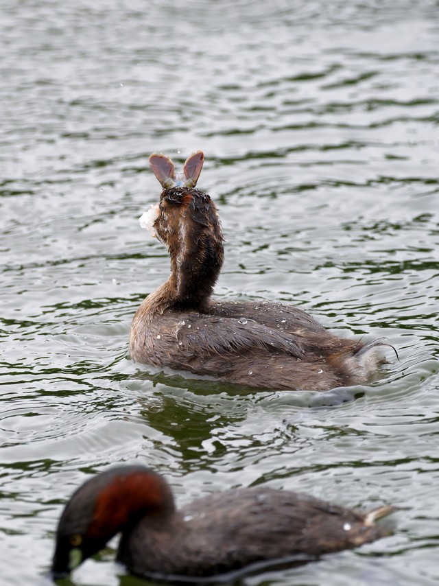 ザリガニを咥え、まるで耳が生えたかのようなシルエットのカイツブリ／しうぽーにゅさん（@kazantotaki）提供