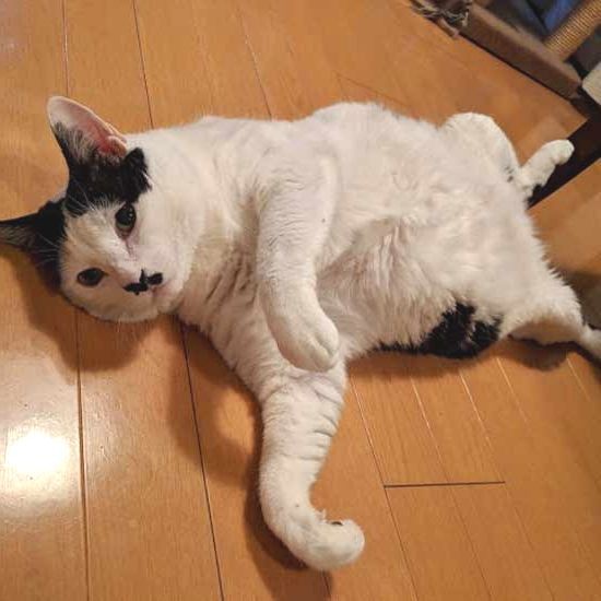 今は床暖でごろごろー（増田さん提供）