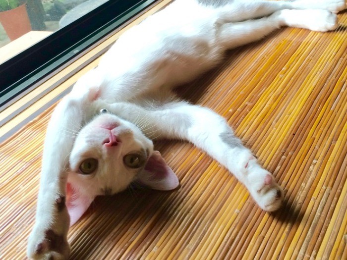 ストレッチ！みんなもできる？