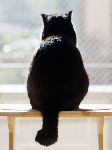 「僕のしっぽを帽子掛けに使うのはやめて」（小林写函撮影）