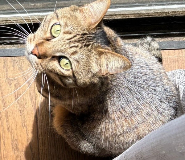 窓辺でニャルソックする葉月くん（画像提供：さくらさん）