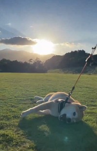 最高！（kaiさん提供、Xよりキャプチャ撮影）