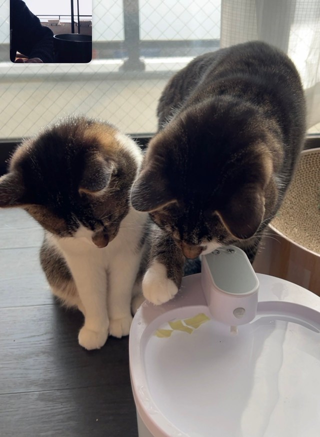 兄猫の「キャベツ掬い」をじっ、と見守る妹猫 画像提供：飼い主さん（@nekokawaii1214）