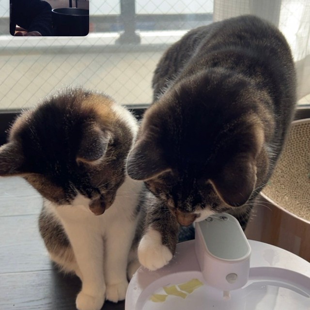 兄猫の「キャベツ掬い」をじっ、と見守る妹猫 画像提供：飼い主さん（@nekokawaii1214）