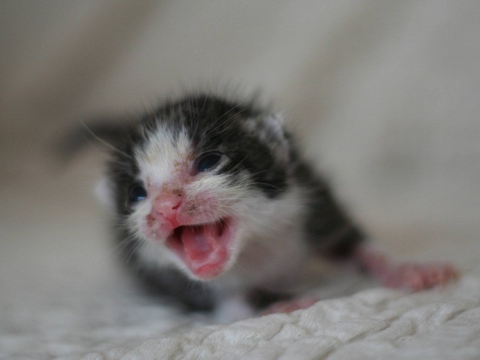 歯がうっすらはえてきたテンテン