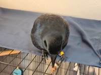 まん丸フォルムが可愛いナミちゃん（提供：霙色🐝さん）