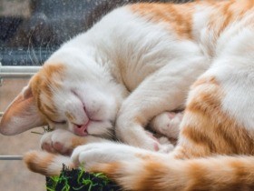 病気や高齢の猫の介護、5つのポイント　薬の与え方を図解