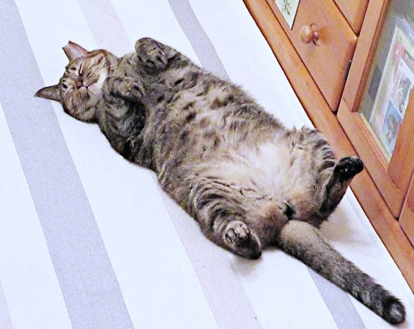 へそ天になって眠るえっちゃん（画像提供：Ｙさん）