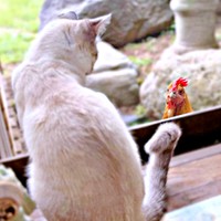 「え？ だれ！？」 窓越しに見つめ合うマチュちゃん（左）、たま子ちゃん（右）（画像提供：きなこ@針村さん）