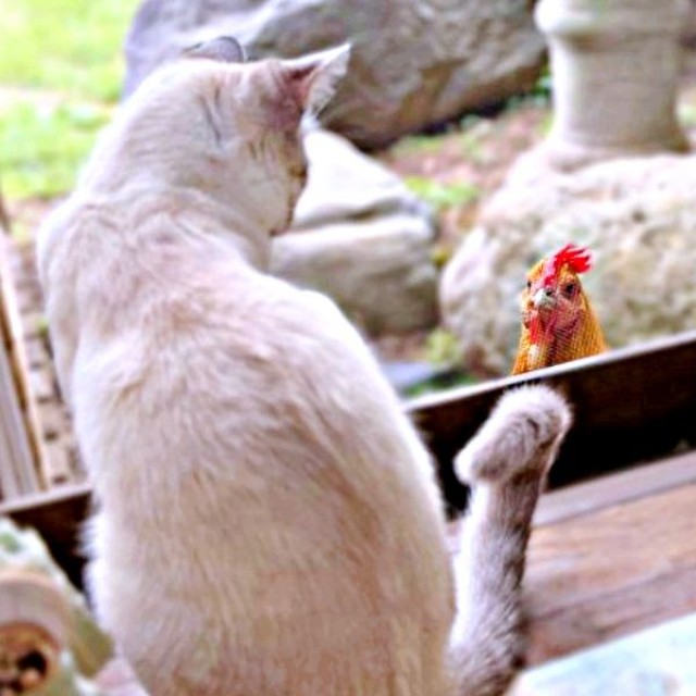 「え？ だれ！？」 窓越しに見つめ合うマチュちゃん（左）、たま子ちゃん（右）（画像提供：きなこ@針村さん）