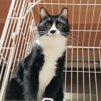 オパーレちゃんの姿は「猫は見た目じゃなく愛情で輝く存在」（遠藤さん提供）