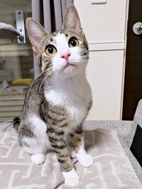 大きくなったにものちゃん。お耳が大きいのもチャームポイントのひとつ（画像提供：にものちゃんねる【保護猫日記】さん）