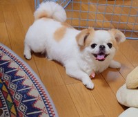 にっこり笑顔がキュートなほのちゃん（画像提供：ほのさん）