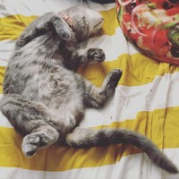 へそ天、幸せの証