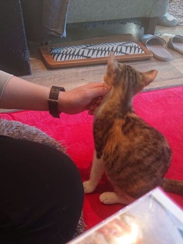 ゴールデンウィーク中、夫妻で猫カフェへ……その２日後、アルくんが激変（恵里さん提供）