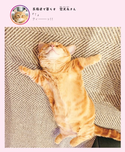 『Ｔ』ティーッ！！（へそ天にゃんこ２/三笠書房）