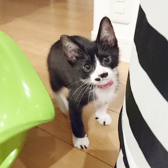 生後5カ月のとき。まだ小さかったまるもちゃん（画像提供：neveさん）