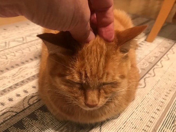 大好きな頭コチョコチョをしてあげたくなります