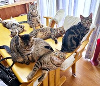 ダイニングテーブルの上に大集合したキジトラ猫さんたち（画像提供：はるとさん）