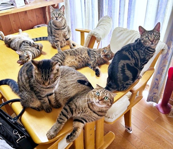 ダイニングテーブルの上に大集合したキジトラ猫さんたち（画像提供：はるとさん）