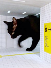 不思議そうな面持ちで足元を見つめる黒猫・ノアールちゃん（画像提供：ティグノアさん）