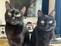 黒猫きょうだい（左から）弟猫・ぼたもちくん、おはぎちゃん（画像提供：黒猫おはぎ 林遊眠@劇団ショウダウンさん）