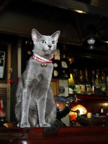 「今日はお見送りゴロンは封印よ」