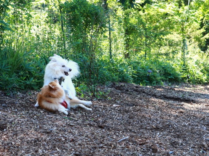 そして大吉に転ばされる