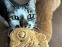 ママ、たい焼き美味しそうだにゃ＝santatogenさん提供
