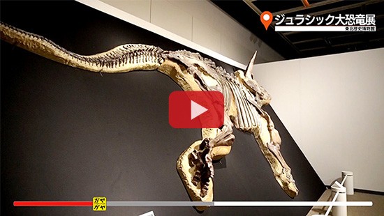 #580ジュラシック大恐竜展②