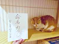 「カラン」という名前に決まりました（画像提供：かもぴさん）